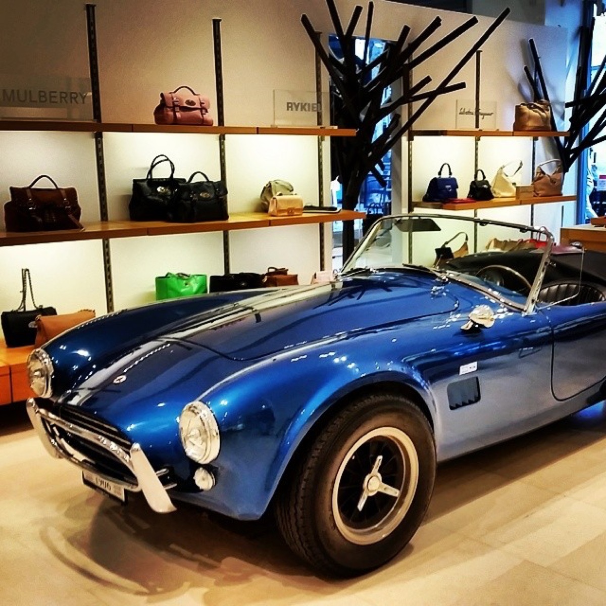 Cobra shown