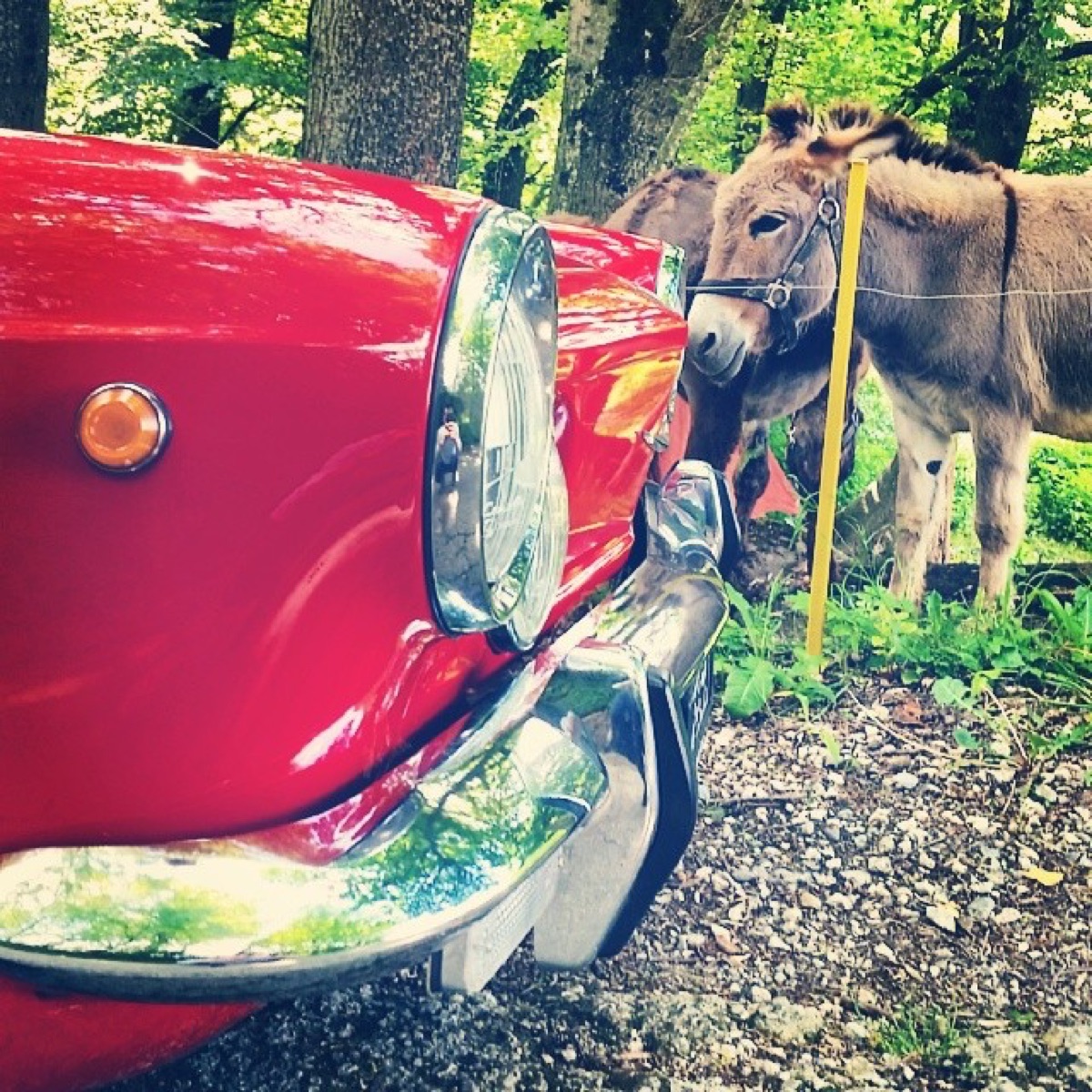 Fiat 850 coup